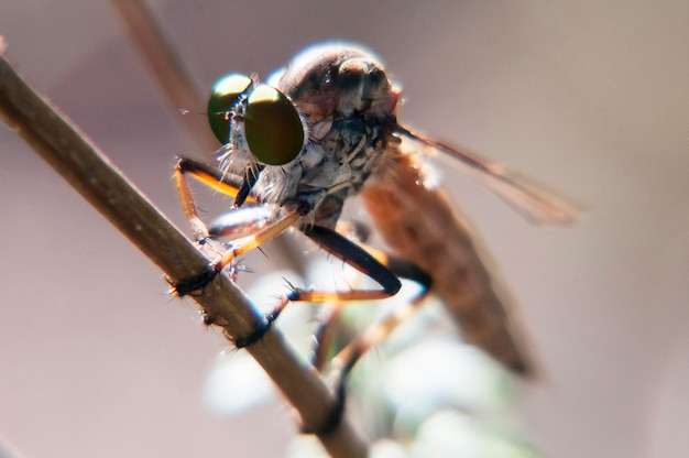 Photo close-up of insect