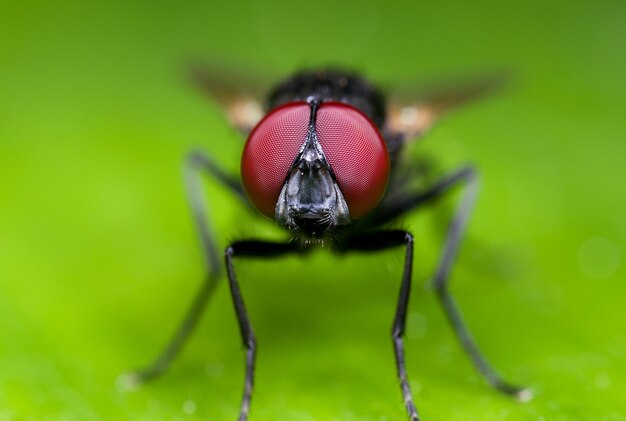 Photo close-up of insect