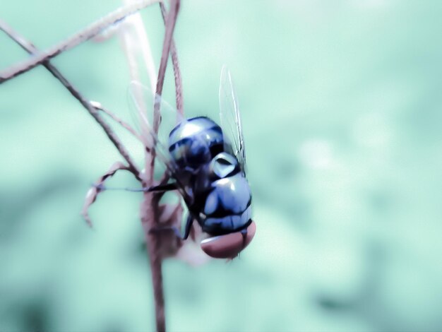 Close-up of insect