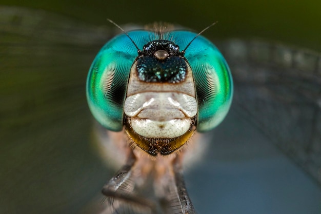 Photo close-up of insect