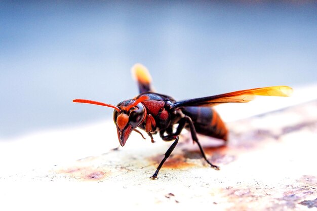 Close-up of insect