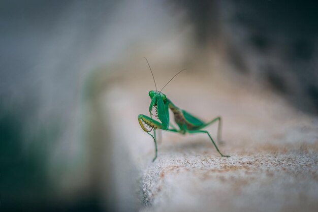 Close-up of insect