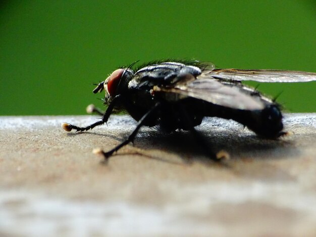 Close-up of insect