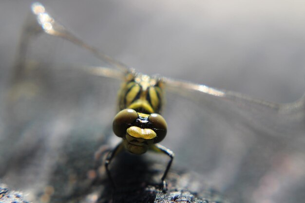 Photo close-up of insect