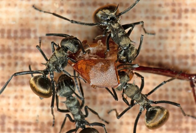 Photo close-up of insect