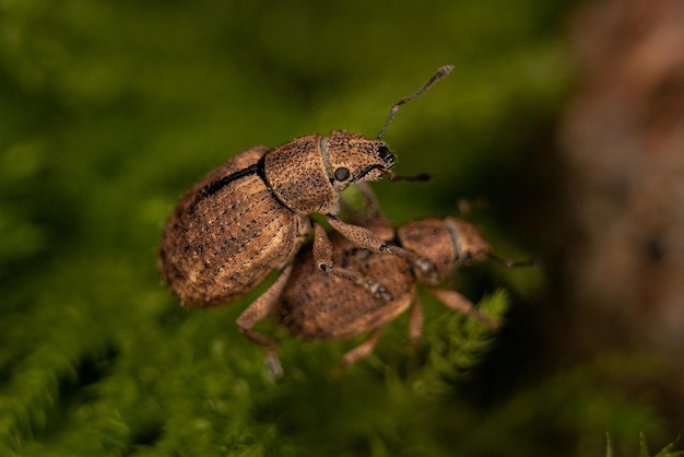 close-up of insect