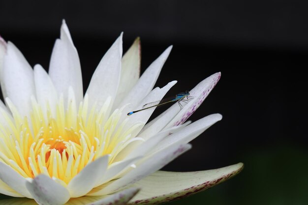 Photo close-up of insect