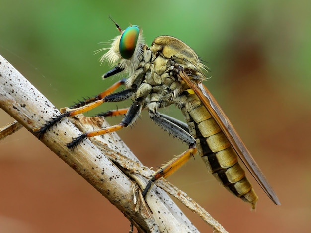 Close-up of insect