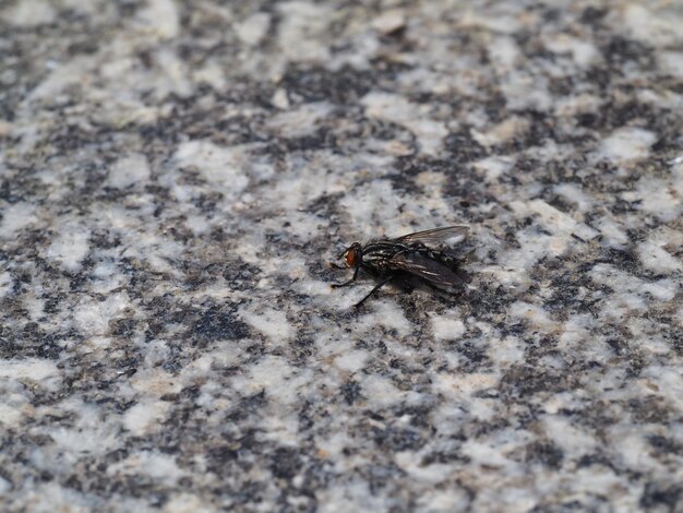 Photo close-up of insect