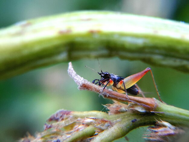 Close-up of insect