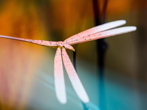 Close-up of insect