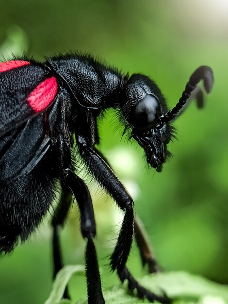 Photo close-up of insect