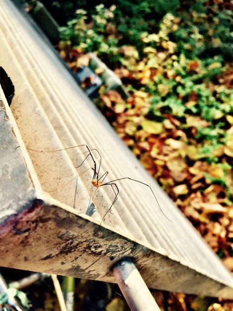 Photo close-up of insect