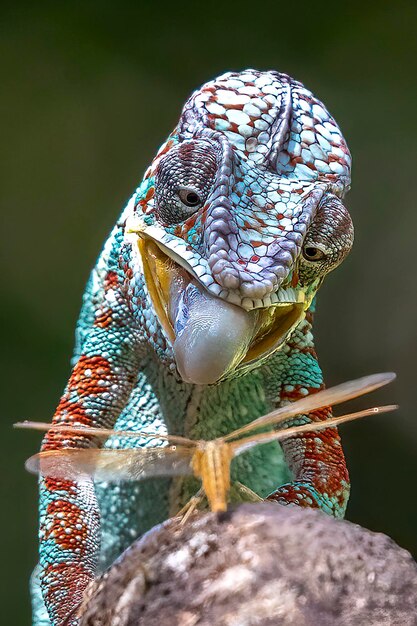 Photo close-up of insect