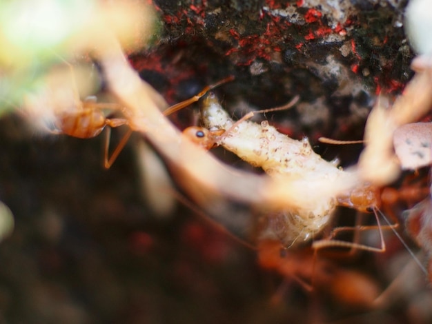 Photo close-up of insect