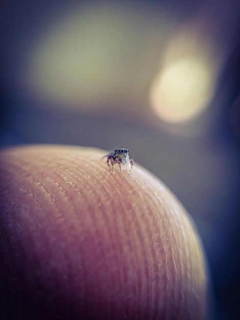 Photo close-up of insect