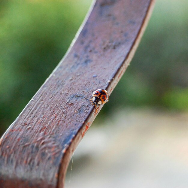 Photo close-up of insect