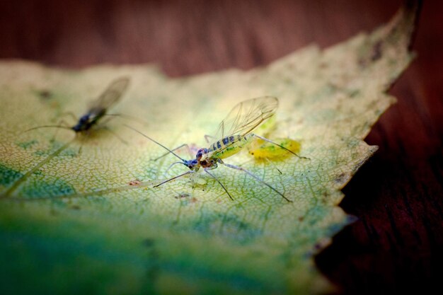 Close-up of insect