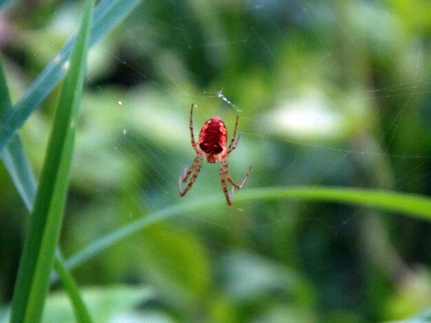 Close-up of insect