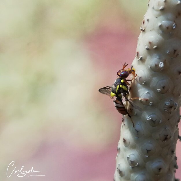 Close-up of insect