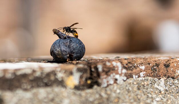 Photo close-up of insect