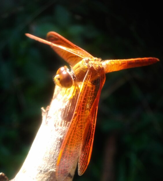 Close-up of insect