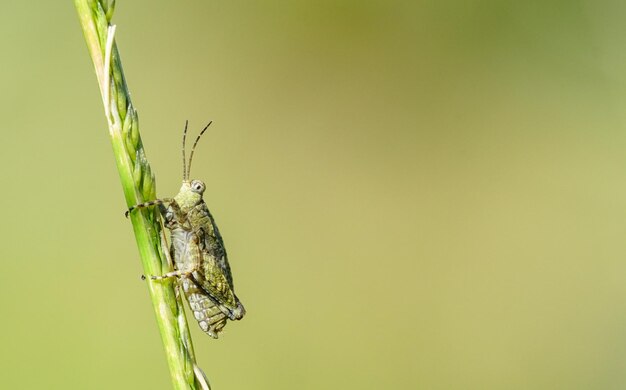 Close-up of insect