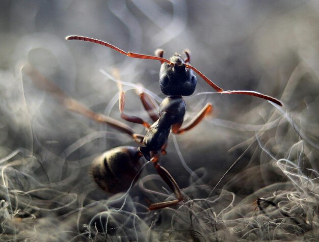 Photo close-up of insect