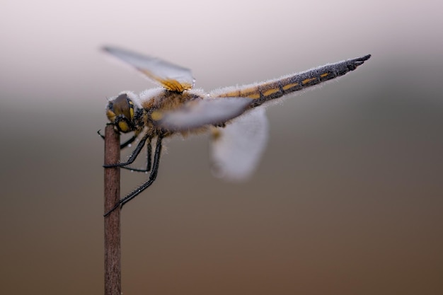 Close-up of insect