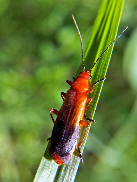 Close-up of insect