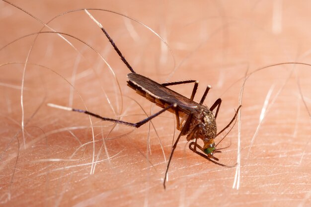 Photo close-up of insect