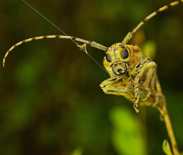 Close-up of insect