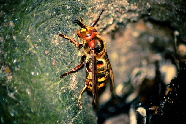 Photo close-up of insect