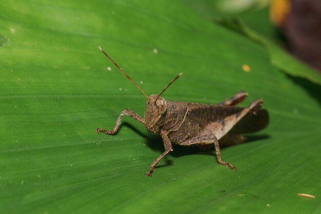 Close-up of insect