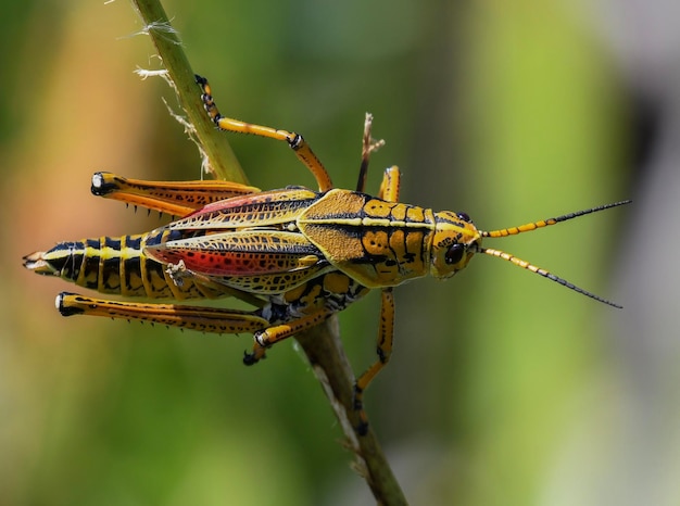 Photo close-up of insect