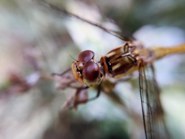 Photo close-up of insect