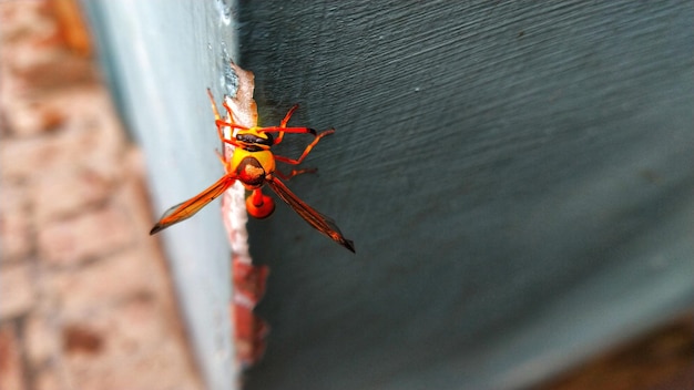 Photo close-up of insect