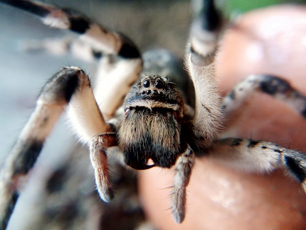 close-up of insect