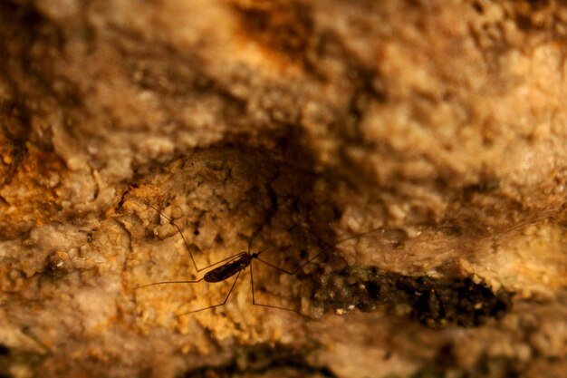 Photo close-up of insect