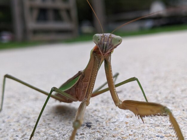 Foto prossimo piano di un insetto