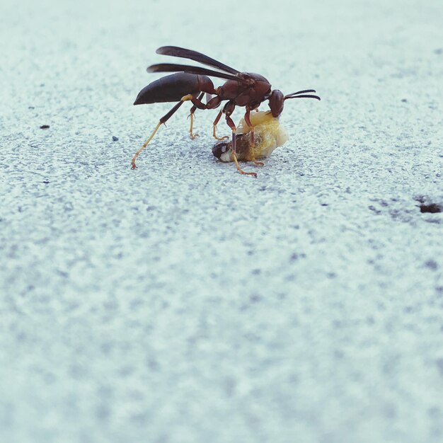 Photo close-up of insect