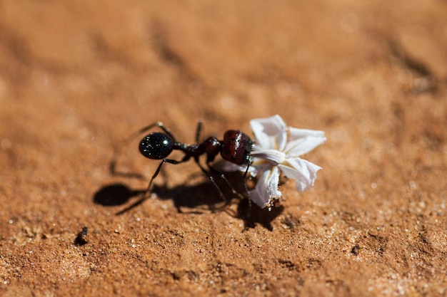 Photo close-up of insect