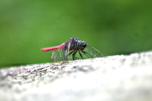 Photo close-up of insect