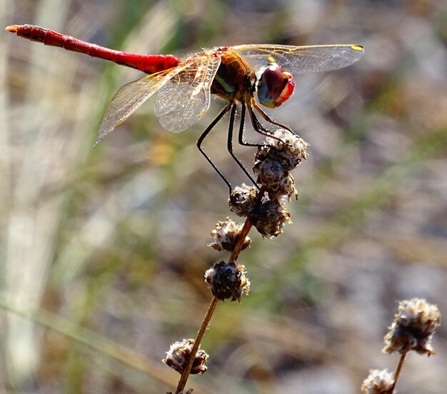 Close-up of insect