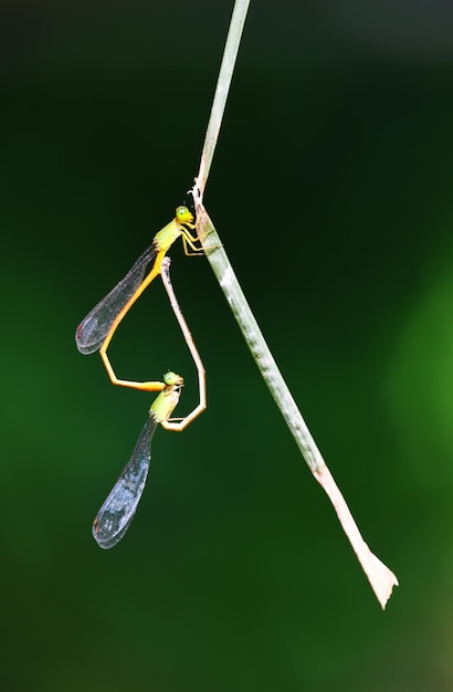 Photo close-up of insect