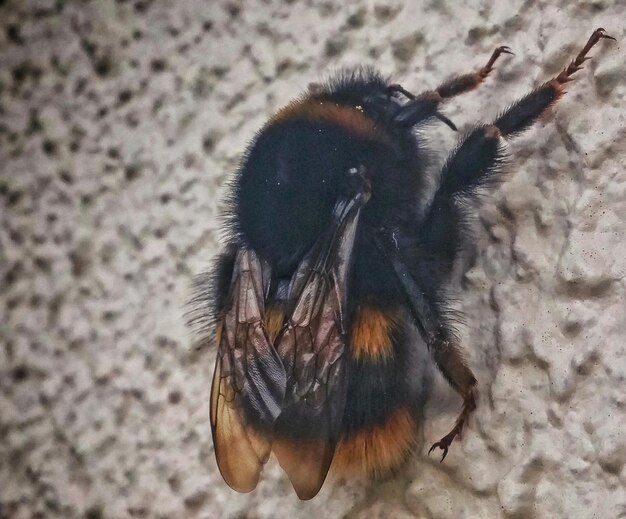 Photo close-up of insect