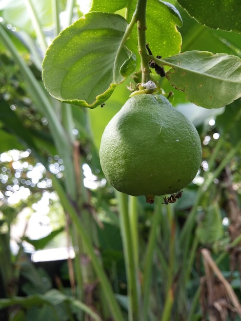 Photo close-up of insects on lemon