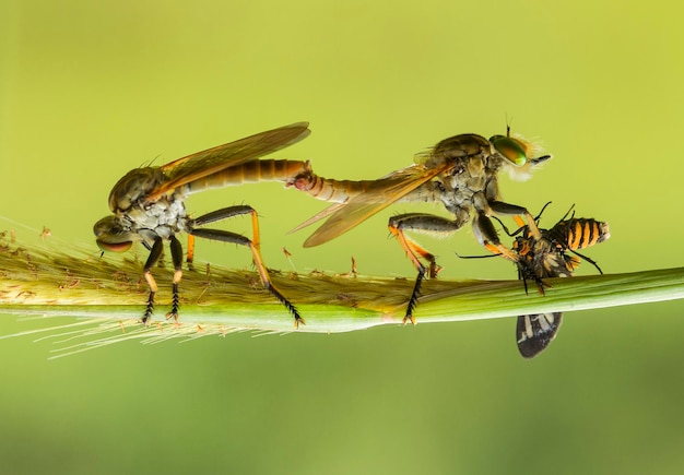 Photo close-up of insects mating on plant stem