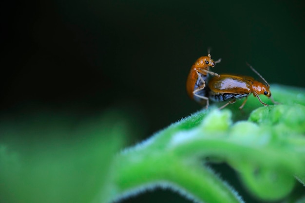 植物で交尾する昆虫のクローズアップ