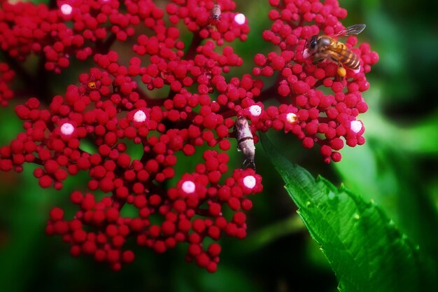 赤いベリーの昆虫のクローズアップ